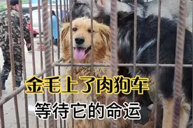 金毛德牧也被卖了吃肉，主人是多狠心，保护狗狗不吃狗肉从我做起视频封面
