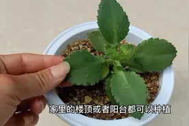 种什么盆栽适合懒人种植呢？学会种植这“不死鸟”懒人也可以种植视频封面