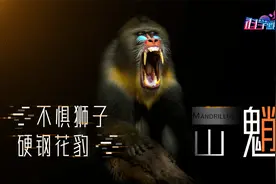 东北凶名赫赫的“大马猴”，不怂狮子，硬钢花豹，山海经里有一号视频封面