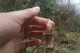 楤木（刺老苞）