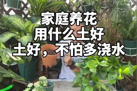 养花用什么土最好?你在用园土和沙土?为什么土要疏松,排水性好视频封面