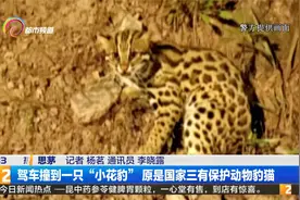 驾车撞到一只“小花豹” 原是国家三有保护动物豹猫视频封面