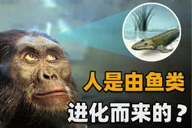 人类是由鱼类进化而来的？有化石为证！我们身上至今还保留着证据视频封面