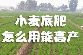 种小麦底肥如何用？农户该换配方了，这样更高产视频封面