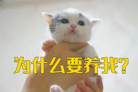 男子喜欢狗却养了5只猫，背后原因是什么？视频封面