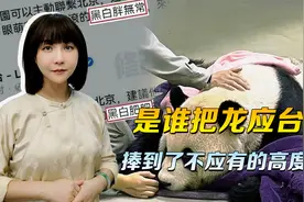 吃大熊猫 "团团"血馒头的龙应台，是谁把她捧到了不应有的高度？视频封面