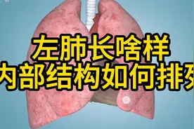 肺炎发生在肺，左肺长啥样？内部结构有啥？听医生通过3D讲解视频封面