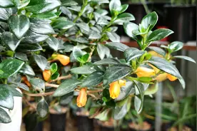 金鱼吊兰老掉叶片？先“剪一刀”，再“控一控”，叶片越长越多视频封面