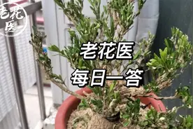 腊梅总枯叶什么原因？三角梅下面叶子掉完了怎么回事？每日一答视频封面