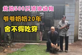 84岁的爷爷奶奶救助了500多只流浪狗，两人默默的奉献了22年视频封面