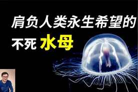 震惊科学界的不死特性，肩负人类永生的希望，可以逆生长的水母！视频封面