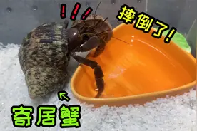 原来“寄居蟹”也是有脾气的，自己摔了一下，连澡都不洗了视频封面