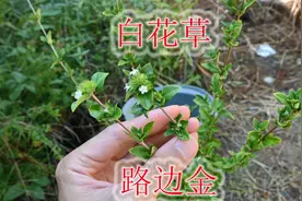 “路边金”又叫“白花草”，生活中有哪些用途？带大家一起认识下