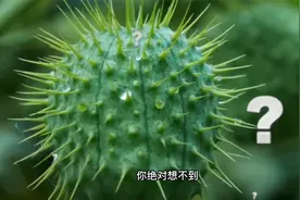 你绝对想不到，这些水果蔬菜的原始模样（下）视频封面