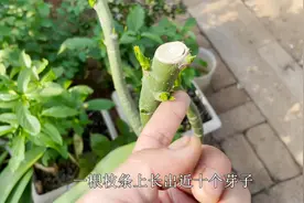 发财树修剪“诀窍”，快速进入“爆芽模式”，让它一个枝条十个芽视频封面