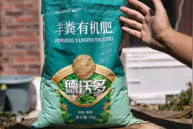 家庭阳台种菜用什么肥料？园艺师教你，用有机羊粪肥，种有机蔬菜视频封面