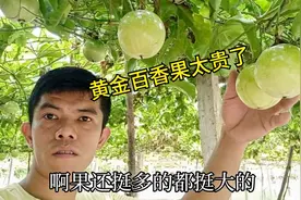 十一去找黄金百香果，老板开价十块钱一斤，最后还是要便宜的品种视频封面