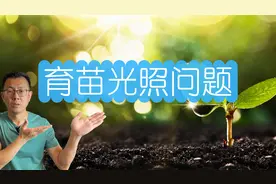 种子发芽要避光吗？育苗种子能晒太阳吗？很多人都理解错了！视频封面