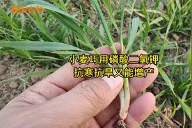 磷酸二氢钾这几个黄金搭档，在小麦不同时期使用，抗寒防病还增产视频封面