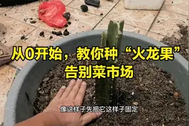 火龙果不用买？教你“万能”种植法，新手也能养视频封面