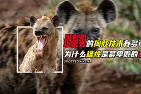 斑鬣狗的掏肛技术有多可怕！为什么雄性是最卑微的舔狗?视频封面
