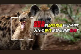 斑鬣狗的掏肛技术有多可怕！为什么雄性是最卑微的舔狗?视频封面