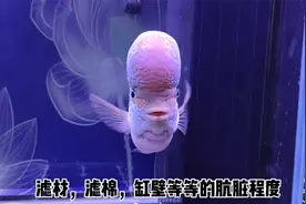 购买的二手鱼缸，或者鱼友们养过观赏鱼的鱼缸，应该如何处理？