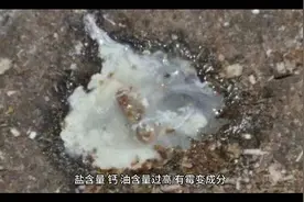 小鹅拉白色屎是怎么造成的鹅拉白色稀粪用什么小鹅拉白痢吃什么，视频封面