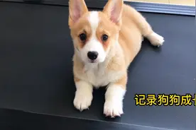 狗狗成长记录，这只调皮捣蛋的小柯基终于长大了视频封面
