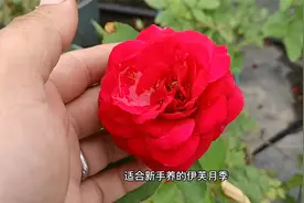 伊芙系列月季都难养？这4个品种就是例外，非常适合新手养护视频封面