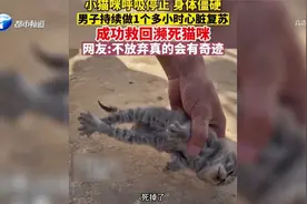 小猫濒死之际身体僵硬，男子坚持1小时心肺复苏，成功将猫咪救回