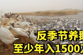"江苏鹅王"50岁再创业，靠反季节养鹅的巧招，每年至少收入1500万视频封面