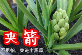 风信子夹箭不用怕，关起进黑屋自然好视频封面