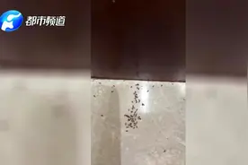 密恐慎入！新房装修4万买建材，衣柜竟密密麻麻爬满小虫子！视频封面