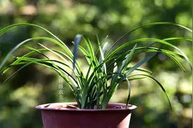 兰花叶片黑斑怎么办？大蒜、生姜和酒精，究竟用什么效果最好？视频封面