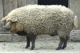 世界上最奇葩的动物，一身羊毛的猪，人送外号“草泥猪”！
