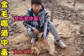 金毛偷喝了蜈蚣泡的酒，头晕无力口吐白沫，这是不是中毒的迹象?