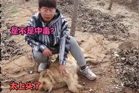 金毛偷喝了蜈蚣泡的酒，头晕无力口吐白沫，这是不是中毒的迹象?视频封面