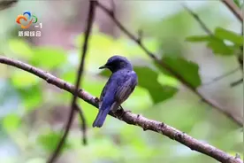 大美武汉：万类霜天竞自由视频封面