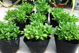 救心菜，对心脏作用特别大，还能补钙，能当菜吃，夏天还能止痒视频封面