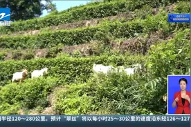 农业数字化技术员毛国平：让数据成为“新农资”视频封面
