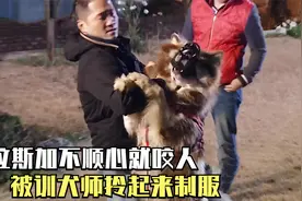 100斤阿拉斯加咬人，被训犬师拎起来锁喉，人狗大战一触即发！视频封面