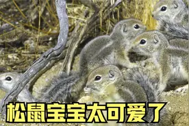 沙漠中因为有仙人掌，竟然养活了这么多小动物视频封面