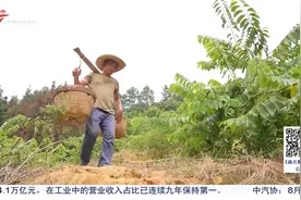 云浮郁南：释迦果成熟上市 成为乡村振兴“致富果”视频封面