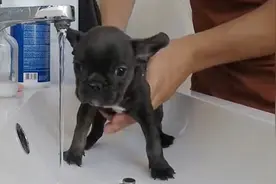 法国斗牛幼犬狗狗在家这样洗澡方便又省钱，超可爱配合，收藏了