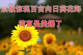 京城惊现百亩向日葵花海，简直是美爆了！#24节气云游记#视频封面
