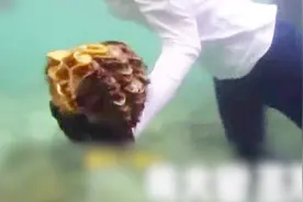 韩女星捕食巨蛤或入狱 泰政府晒协议反驳韩国节目组：早已告知