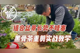 盆景长势不哇塞怎么办？小叶紫檀其实是黑骨茶？盆景修剪实战教学视频封面