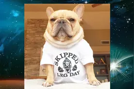 沙皮狗和斗牛犬的区别