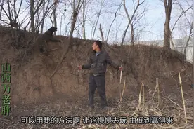 它是狗中最能跳的，小伙利用自己的训犬方法，让1500的狗跳两米五视频封面